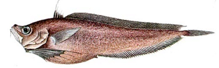 Rhynchogadus hepaticus_087775llll